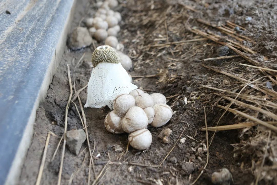 1663204915758877.jpg 竹荪“开花”后犹如一件白裙。.jpg