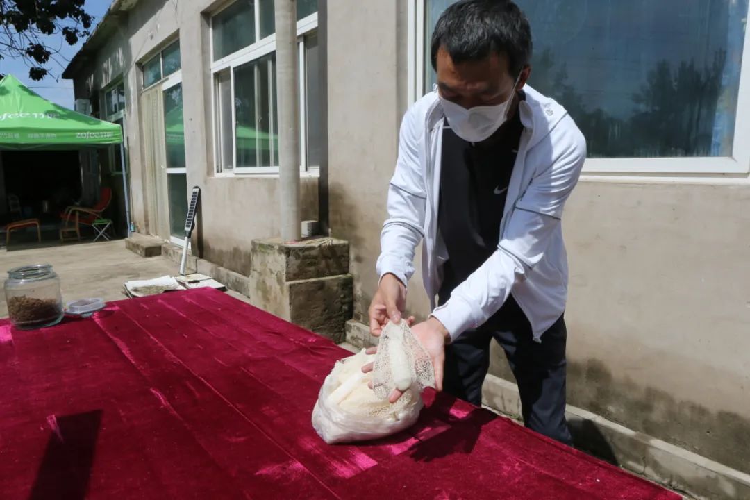 1663204980735723.jpg 顺义区荒漠绿植研究中心工作人员展示采摘的新鲜竹荪。.jpg